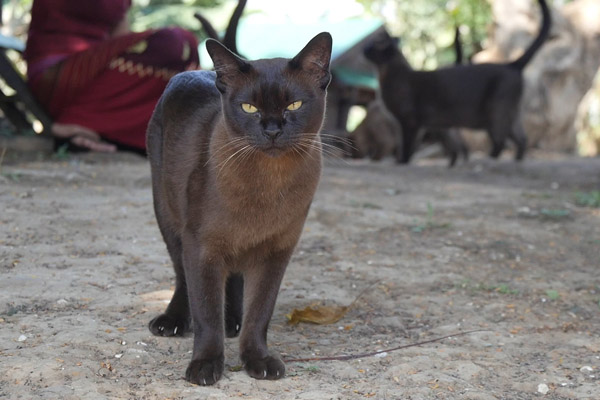 Бурманская кошка