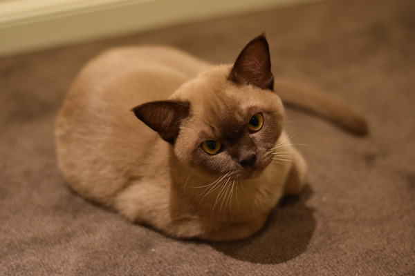 Бурманская кошка