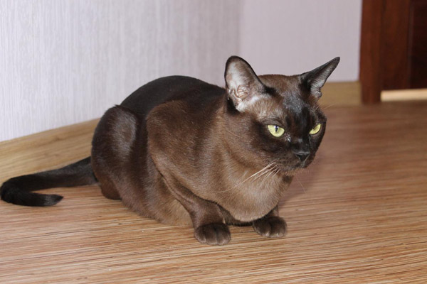Бурманская кошка