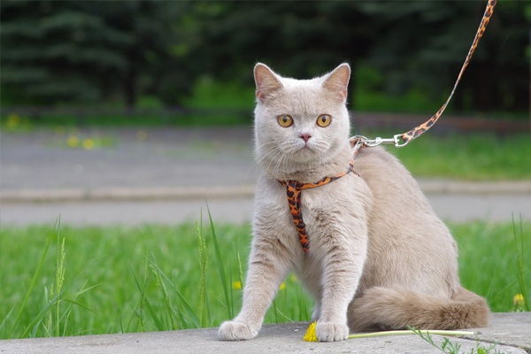 Британская короткошерстная кошка Британская короткошерстная кошка