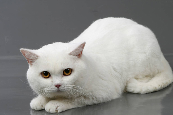 Британская короткошерстная кошка Британская короткошерстная кошка