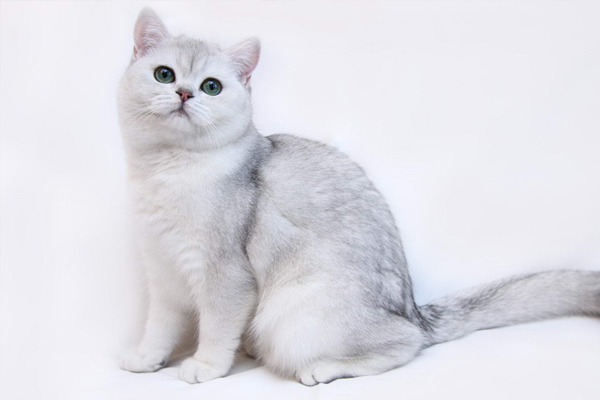 Британская короткошерстная кошка Британская короткошерстная кошка