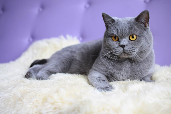 Британская короткошерстная кошка