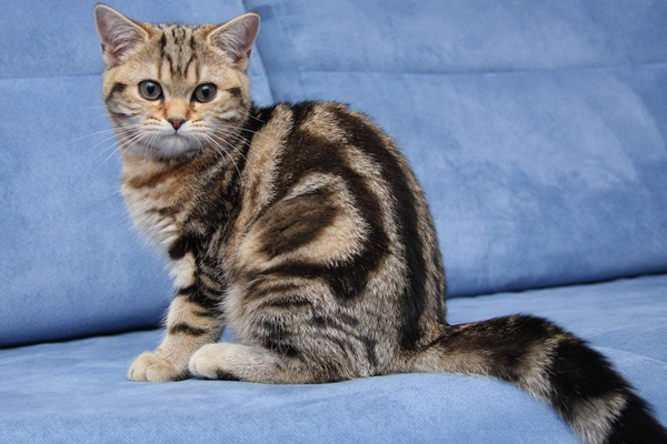 Британская короткошерстная кошка Британская короткошерстная кошка
