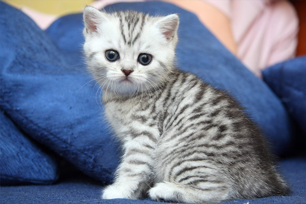 Британская короткошерстная кошка Британская короткошерстная кошка