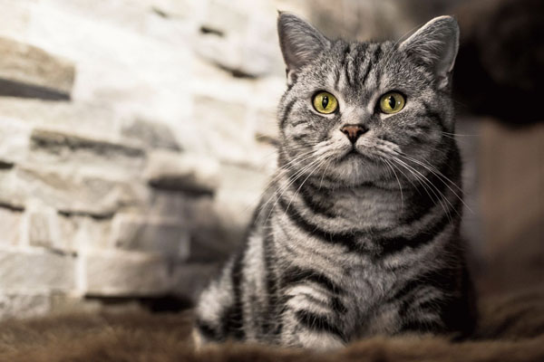 Британская короткошерстная кошка