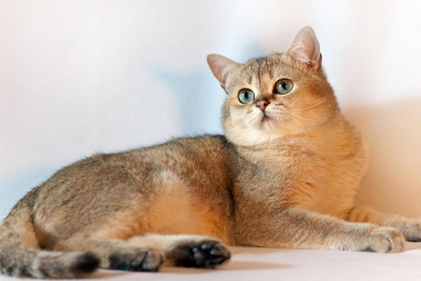 Британская короткошерстная кошка Британская короткошерстная кошка
