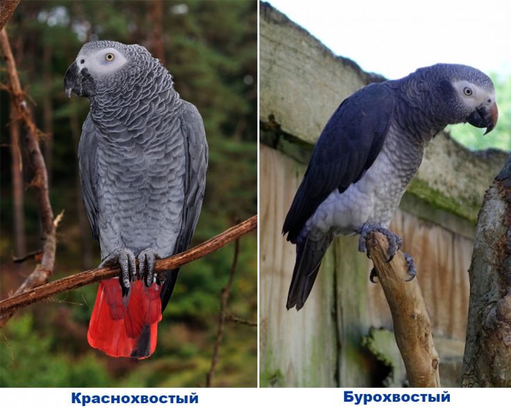 виды попугаев Жако