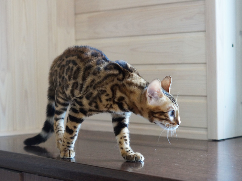 Бенгальский кот в доме