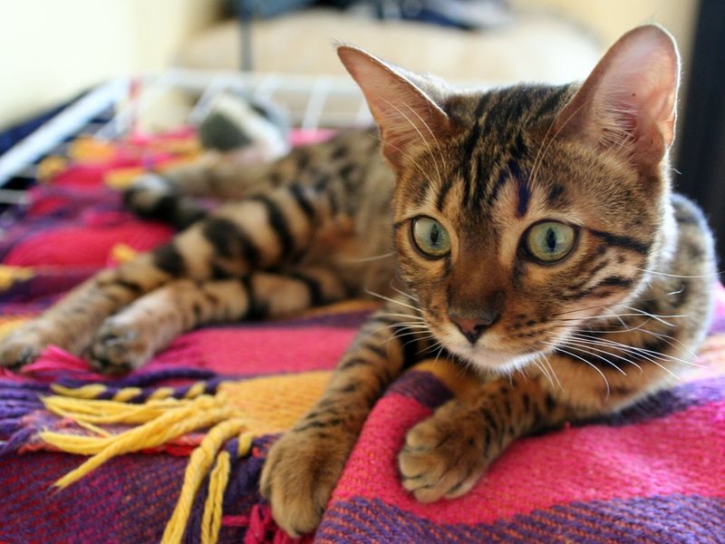 Бенгальский кот лежит