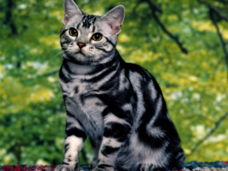 Бенгальский кот на природе