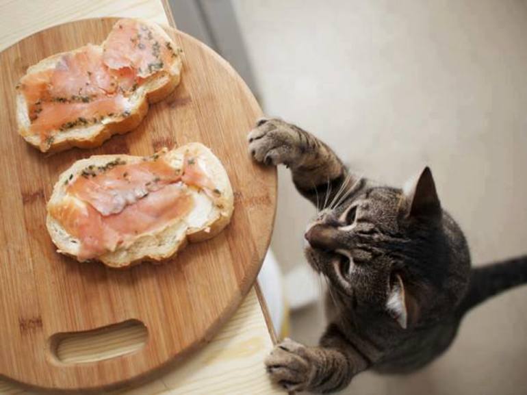 Чем кормить кошку