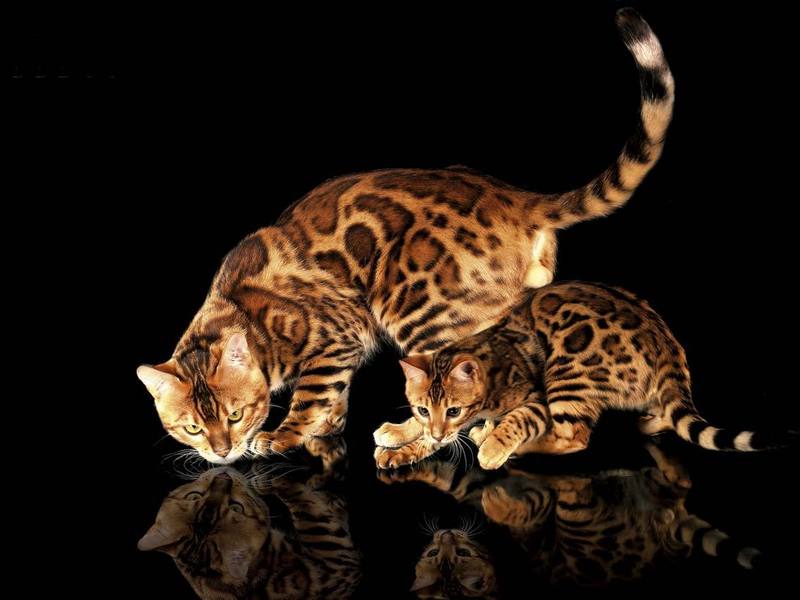 Кот и котенок бенгалов