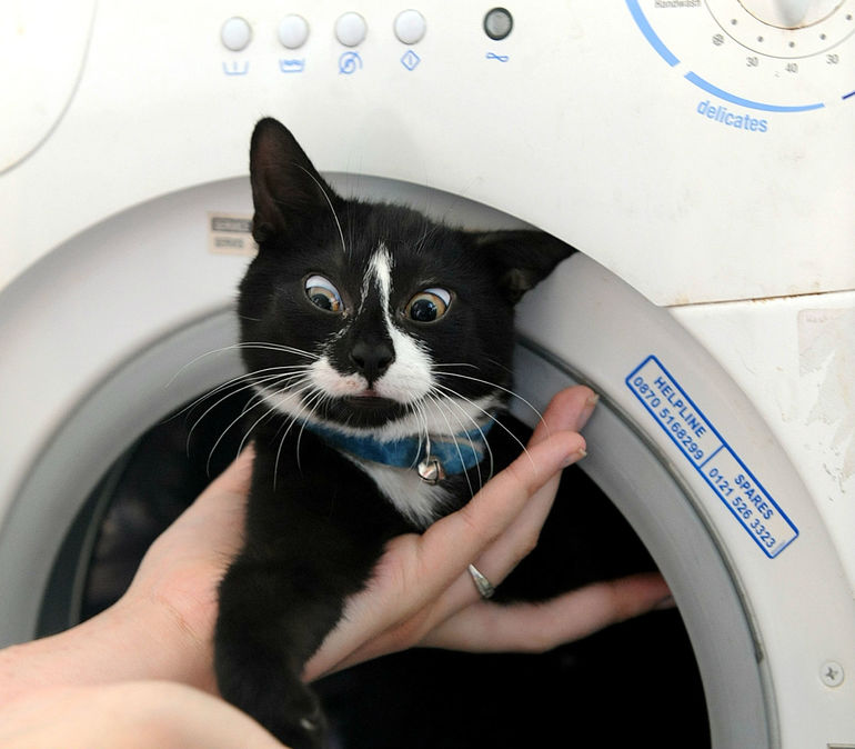Кот в стиральной машинке
