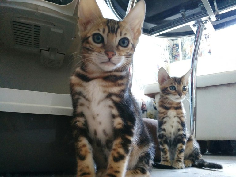 Котята бенгальского кота 