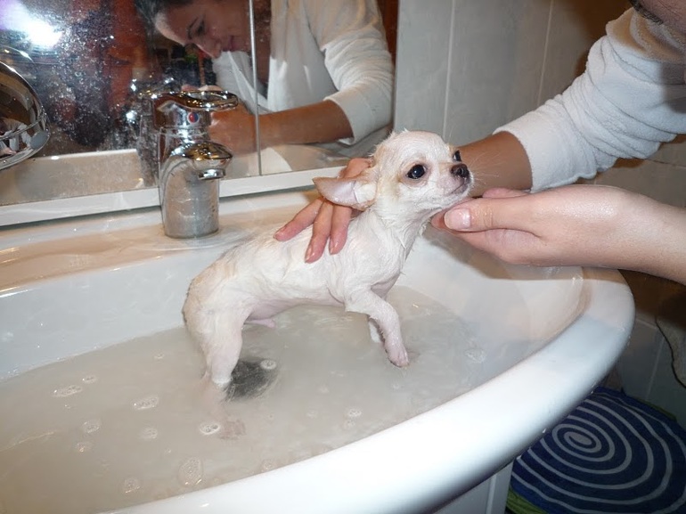 Купание чихуахуа