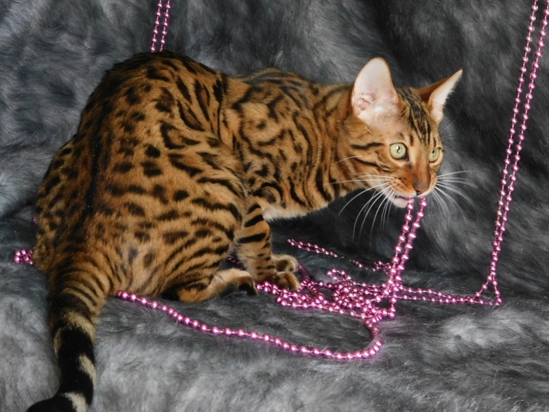 Взрослый бенгальский кот