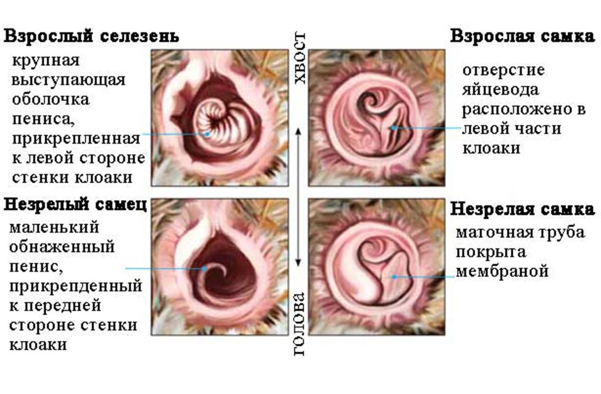 Внешние половые признаки утят