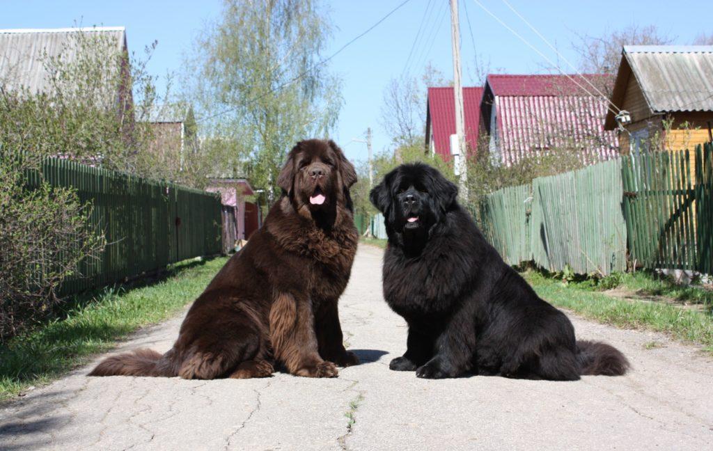 Ньюфаундленд
