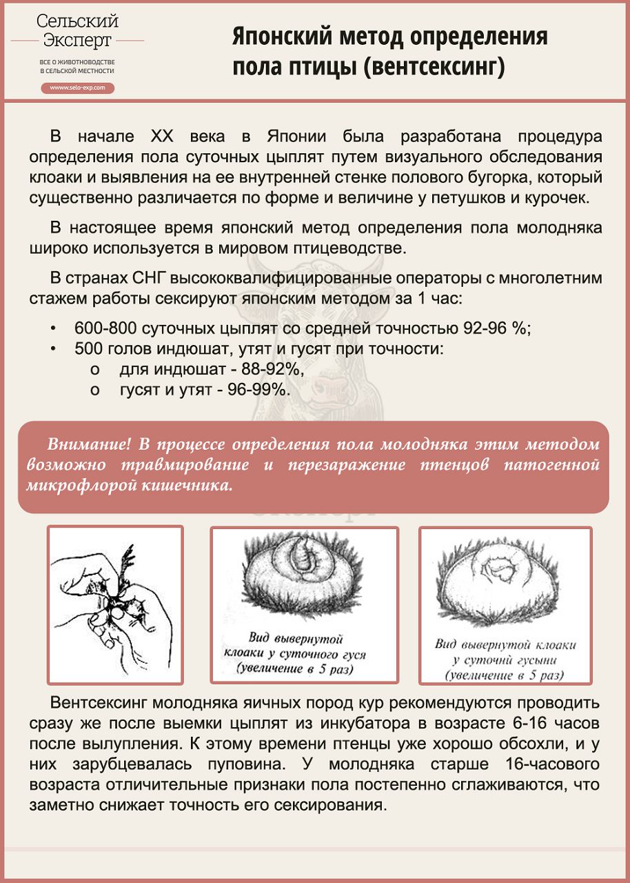 Метод вентсексинга при определении пола птицы