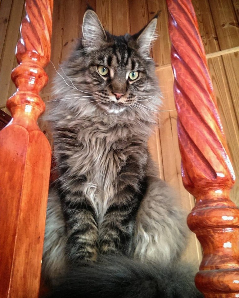 Мейнкун кот