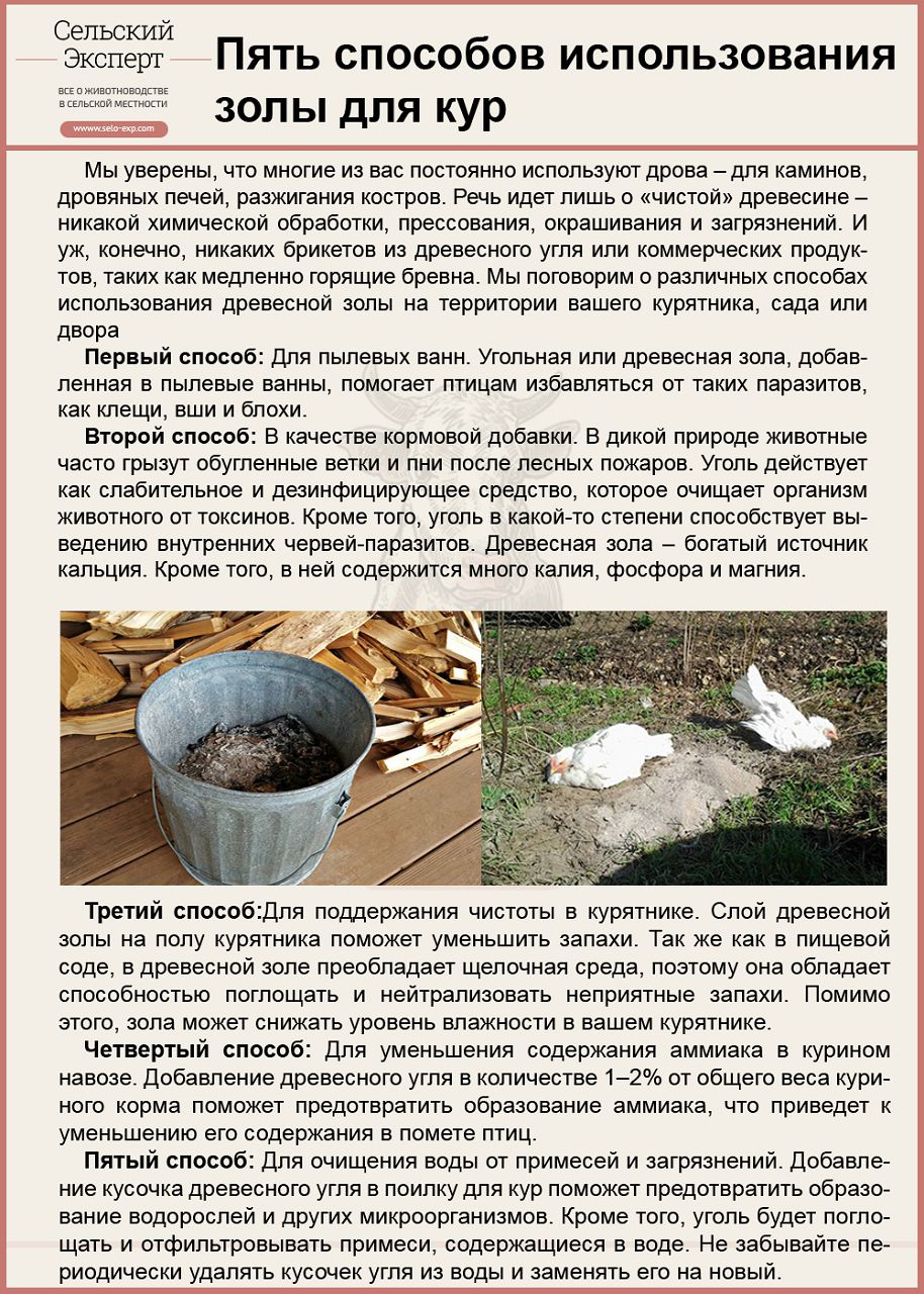Пять способов использования золы в курятнике