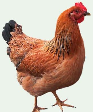 _