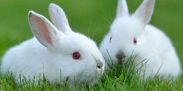 Сколько живут декоративные кролики в домашних условиях: что влияет