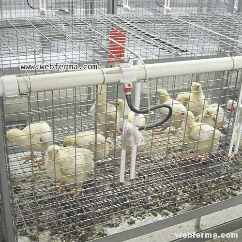cages2