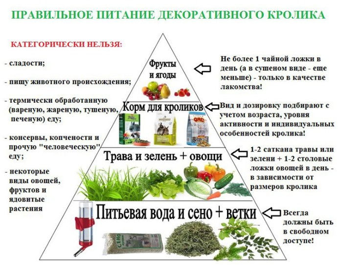 Как ухаживать за декоративным кроликом в домашних условиях и чем кормить