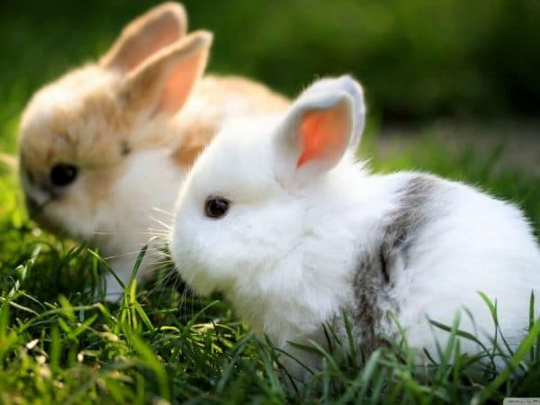 Сколько живут декоративные кролики в домашних условиях: что влияет