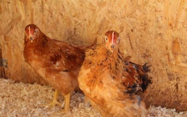 Куры Венгерские Великаны устойчивы к холоду