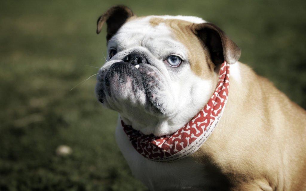 https://www.iku.ru/images/anglijskij-buldog/3481719699_a85a0f78ce_o.jpg