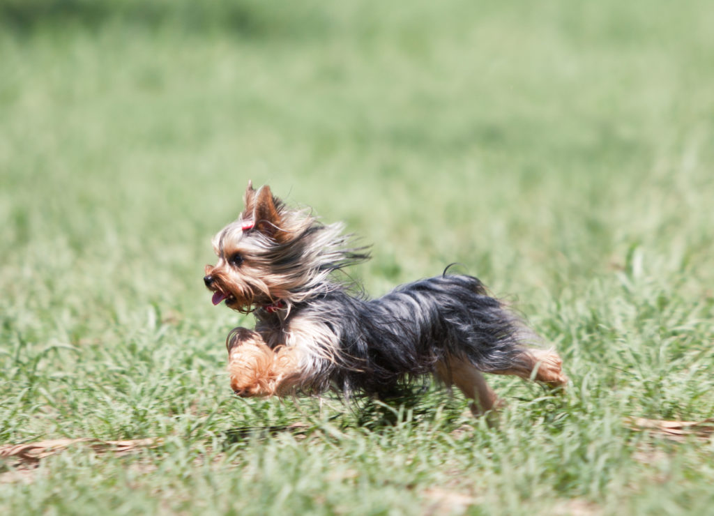 https://www.royal-canin.ru/upload/iblock/135/york1.jpg