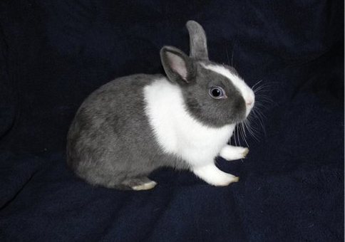Карликовый Голландский кролик