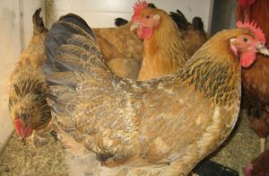 Описание кучинской породы кур