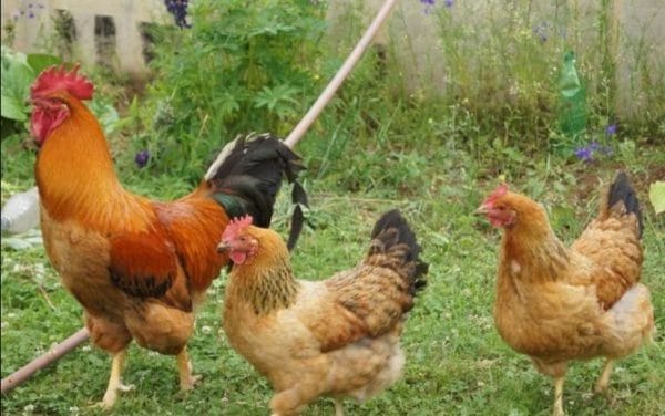 Кучинские юбилейные куры