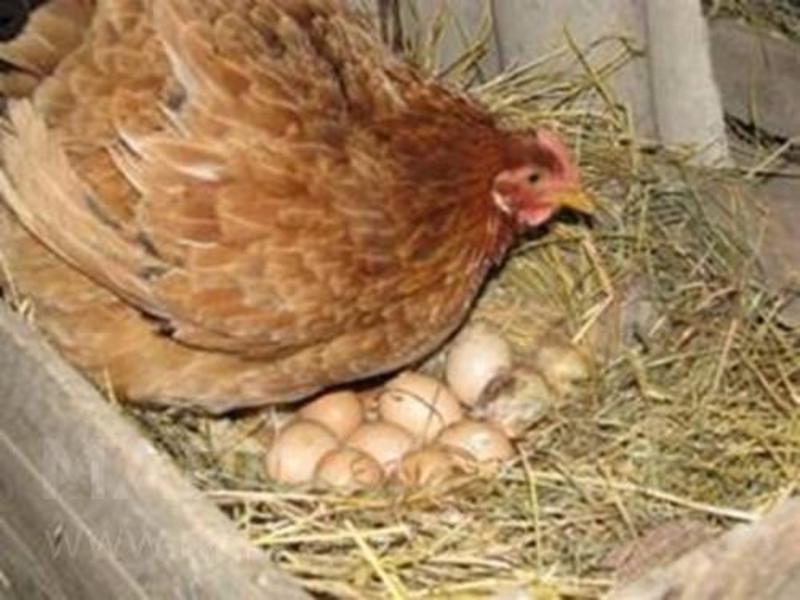 Курица гнездится фото