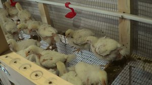 Куры бойлеры прекрасно растут в условиях частного хозяйства