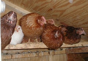 Курятники для куриц фото