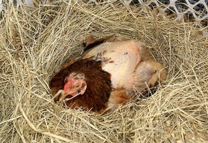 Линька домашней птицы куры фото
