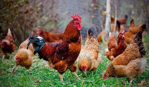 История возникновения кучинской юбилейной породы кур