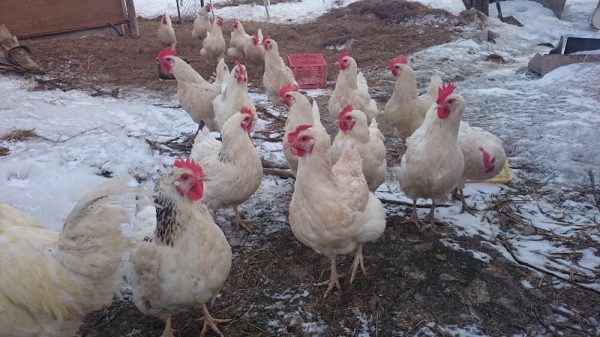 Содержание кур несушек зимой в теплице из поликарбоната.