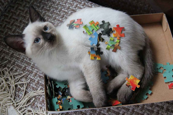 Тайская кошка