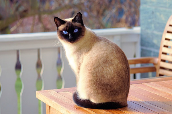 Тайская кошка