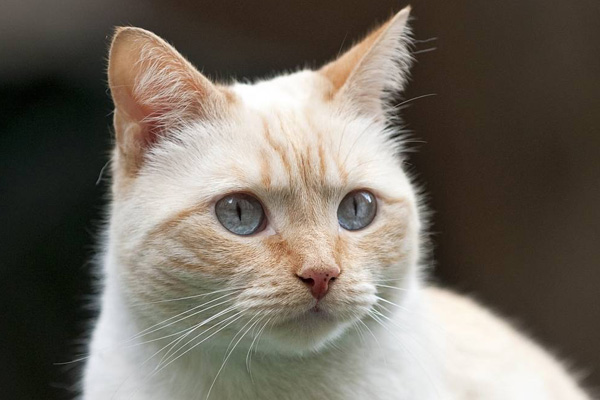 Тайская кошка