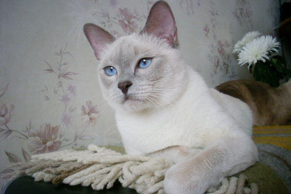 Тайская кошка