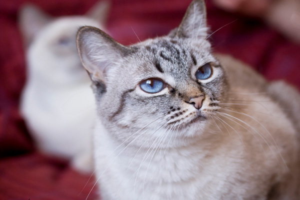Тайская кошка
