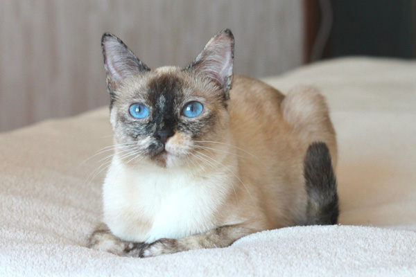 Тайская кошка