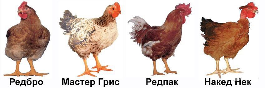 Основные породы цветных бройлеров